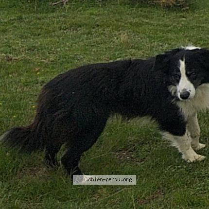Photo 1/1 Chien retrouvé Perdu à Prats de mollo la preste