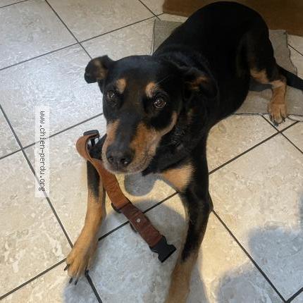 Photo 1/1 Chien retrouvé Trouvé à Saint sebastien sur loire