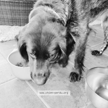 Photo 1/1 Chien retrouvé Trouvé à St pierre les elbeuf