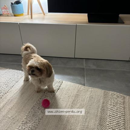 Photo 1/1 Chien retrouvé Perdu à La penne sur huveaune