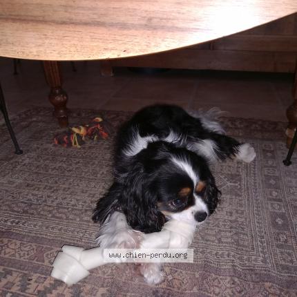 Photo 1/1 Chien retrouvé Perdu à Realville