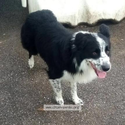 Photo 1/1 Chien retrouvé Perdu à Lassy