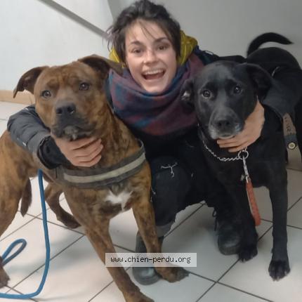 Photo de chien perdu à Agen