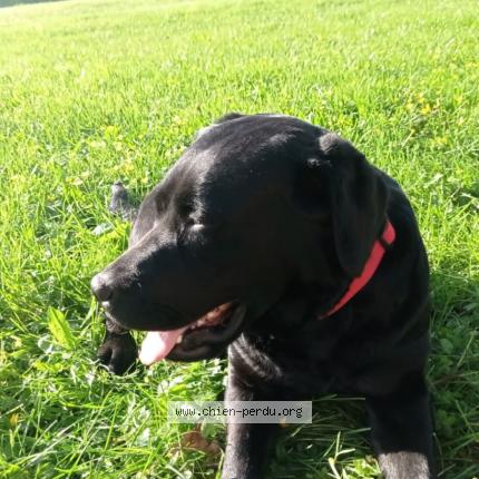 Photo de chien perdu à Juigne Sur Sarthe