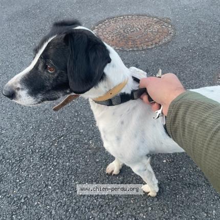 Photo 1/1 Chien retrouvé Perdu à Saran