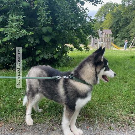 Photo 1/2 Chien retrouvé Perdu à Lochrist