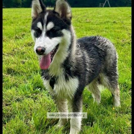 Photo 2/2 Chien retrouvé Perdu à Lochrist