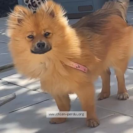 Photo 1/1 Chien retrouvé Perdu à Sens