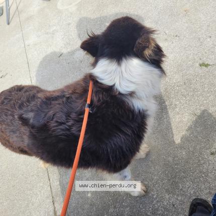 Photo 1/1 Chien retrouvé Trouvé à Entrammes