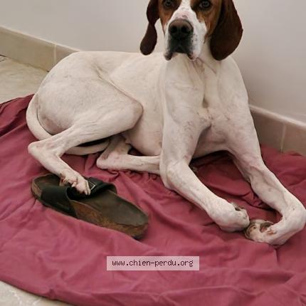 Photo 1/1 Chien retrouvé Perdu à Brouzet les ales