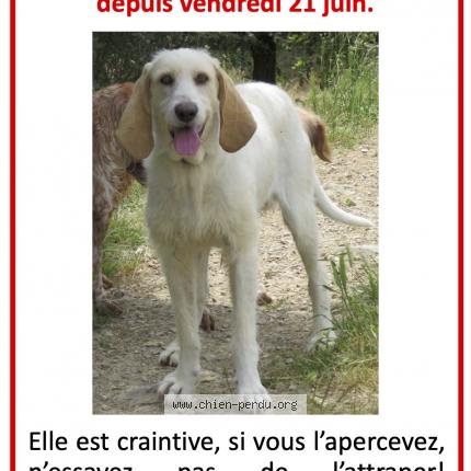 Photo 1/2 Chien retrouvé Perdu à Pouzols