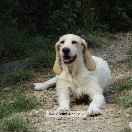 Photo 2/2 Chien retrouvé Perdu à Pouzols