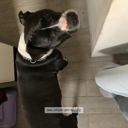 Photo 1/1 Chien retrouvé Perdu à Bercheres saint germain