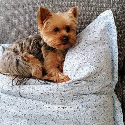 Photo 1/1 Chien retrouvé Perdu à Cenon