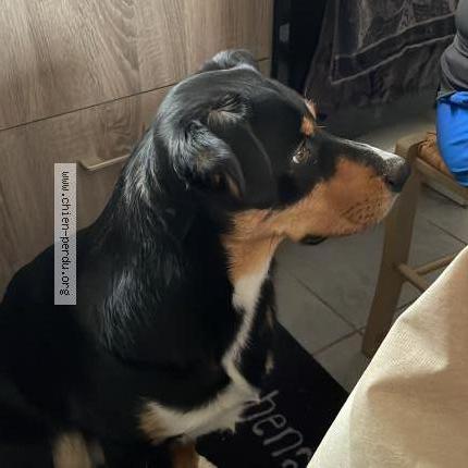 Photo de chien perdu à Radon