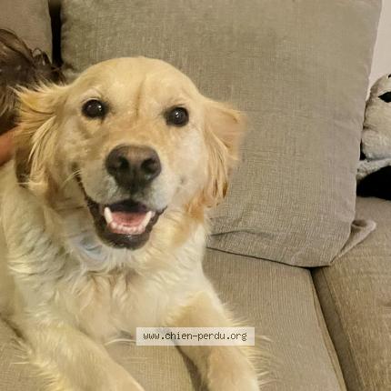 Photo 1/1 Chien retrouvé Perdu à Chateauneuf les martigues