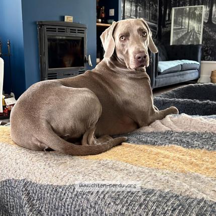 Photo 1/1 Chien retrouvé Perdu à La loupe