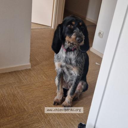 Photo de chien perdu à Contamine Sur Arve