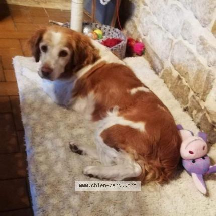 Photo de chien perdu à Saint Michel Le Cloucq