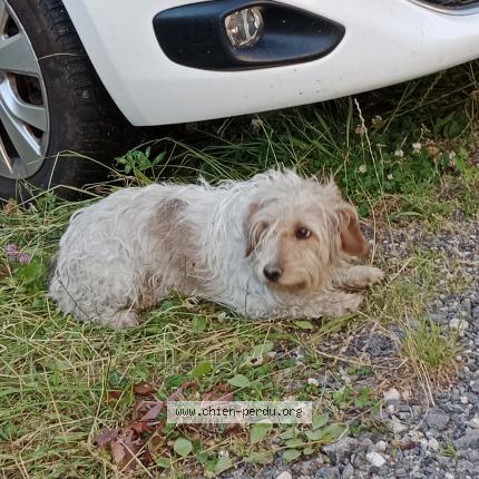 Photo 1/1 Chien retrouvé Trouvé à Rieutort de randon