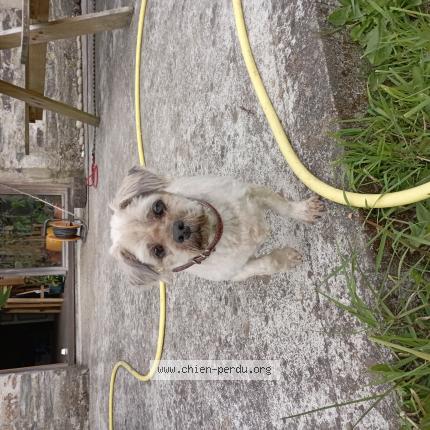 Photo 1/1 Chien retrouvé Perdu à Landrevarzec