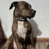 Photo de chien retrouvé à El Barraco