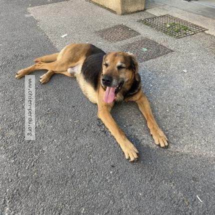 Photo 1/1 Chien retrouvé Trouvé à Vaulnaveys le bax