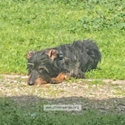 Photo 1/1 Chien retrouvé Perdu à Tournefeuille