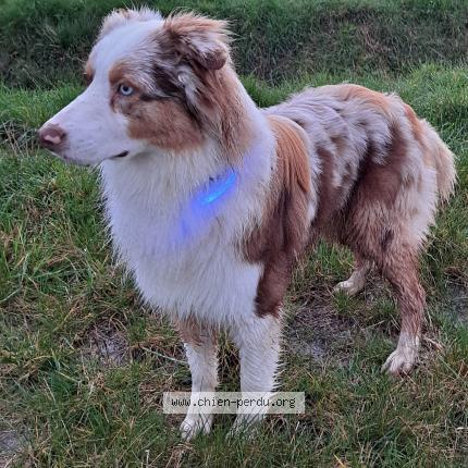 Photo de chien perdu à Saint Laurent En Gatines