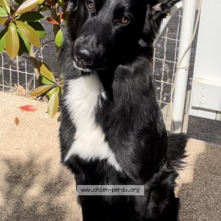 Photo de chien perdu à Agde