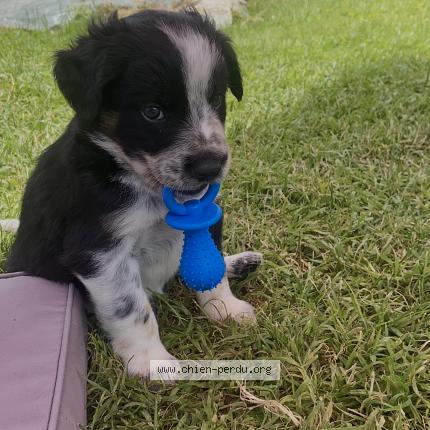 Photo 1/1 Chien retrouvé Perdu à Albias