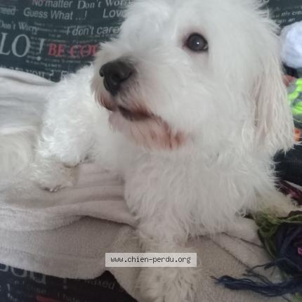 Photo 1/1 Chien retrouvé Perdu à La belle croix