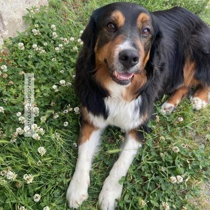 Photo de chien trouvé à Bernay Vilbert