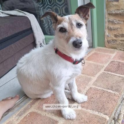 Photo de chien perdu à Saint Hilaire De Clisson