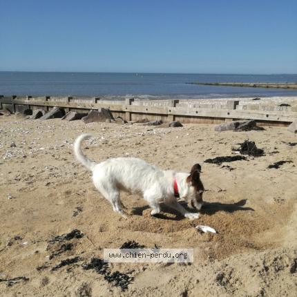 Photo 2/3 Chien retrouvé Perdu à Saint hilaire de clisson