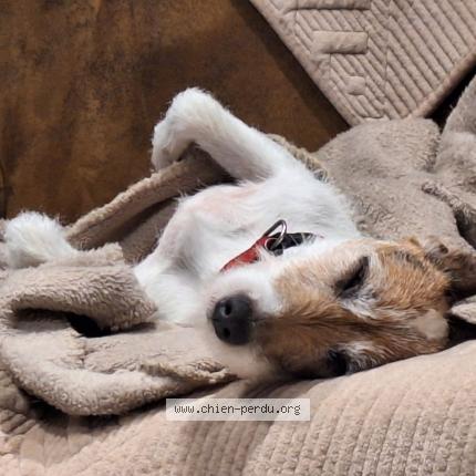 Photo 3/3 Chien retrouvé Perdu à Saint hilaire de clisson