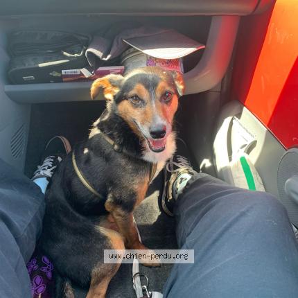 Photo de chien perdu à Montsenelle