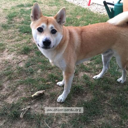 Photo de chien perdu à Bourg En Bresse
