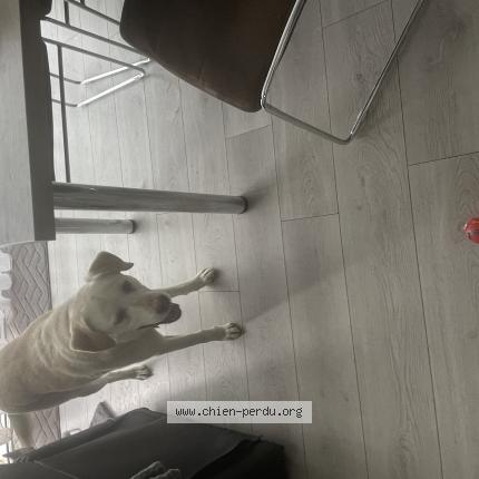 Photo 1/1 Chien retrouvé Trouvé à Route 10 kms chaumont sur loire