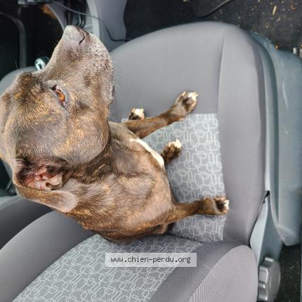 Photo de chien trouvé à Champagne Sur Seine