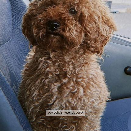 Photo de chien perdu à Talais