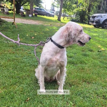 Photo 1/1 Chien retrouvé Trouvé à St hilaire de villefranche
