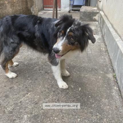 Photo 1/1 Chien retrouvé Trouvé à Meyreuil