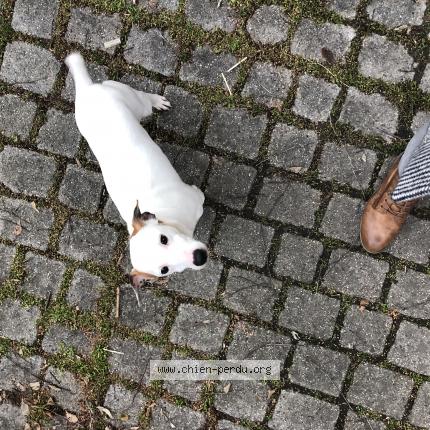 Photo 1/1 Chien retrouvé Perdu à Fuveau