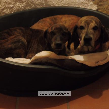 Photo 1/1 Chien retrouvé Perdu à Vauvillers