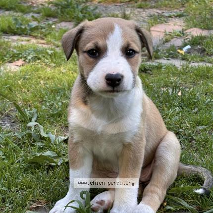 Photo 1/1 Chien retrouvé Perdu à Bayonne