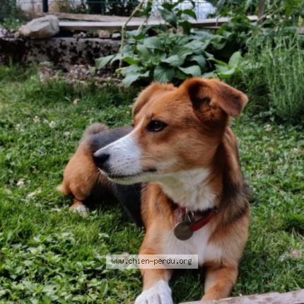 Photo de chien perdu à Giez