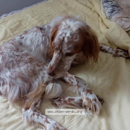 Photo de chien perdu à Silfiac