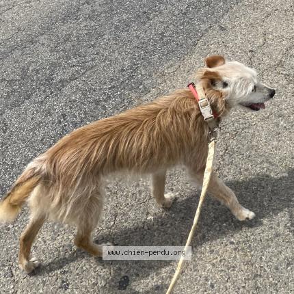 Photo 1/1 Chien retrouvé Perdu à Rasez