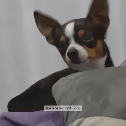 Photo 1/1 Chien retrouvé Perdu à Epinay sur seine